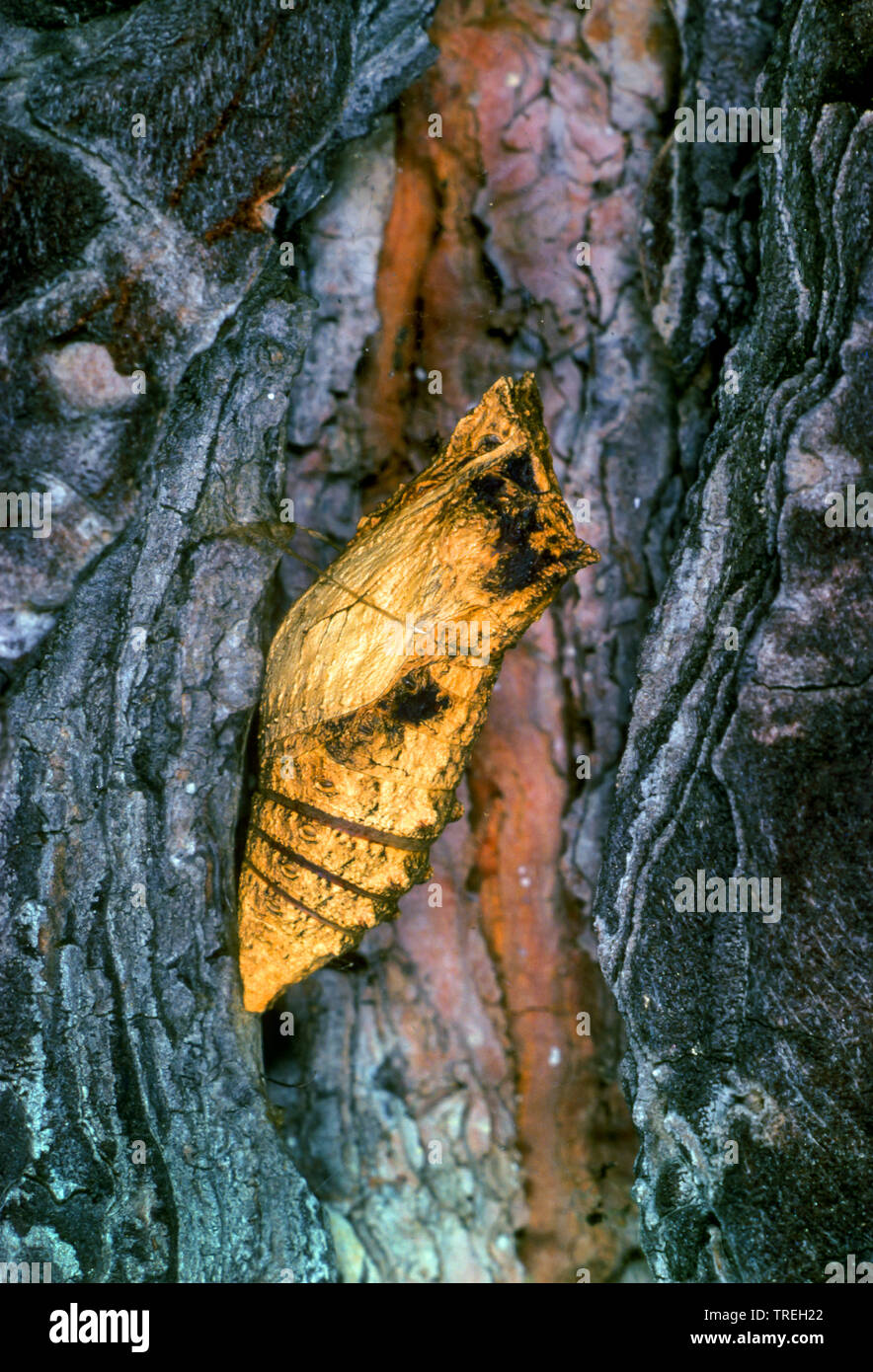 swallowtail (Papilio machaon), girdled pupa, Germany Stock Photo