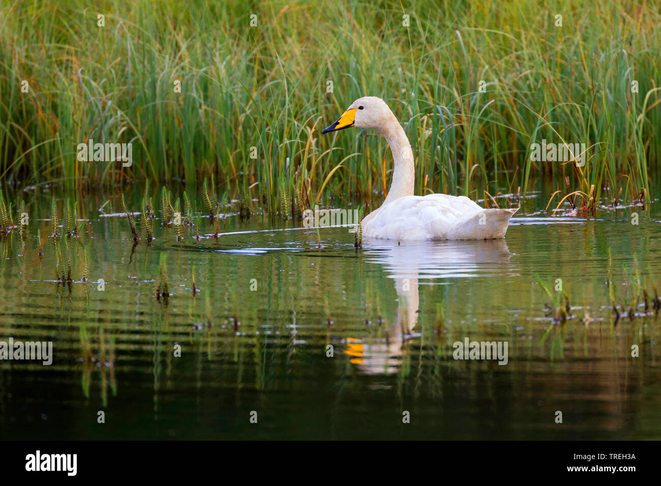 whooper swan (Cygnus cygnus), swimming, Iceland Stock Photo