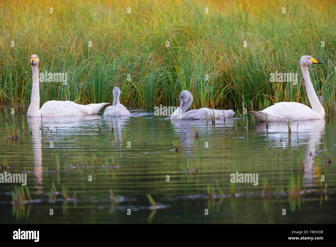 whooper swan (Cygnus cygnus), swan family, Iceland Stock Photo