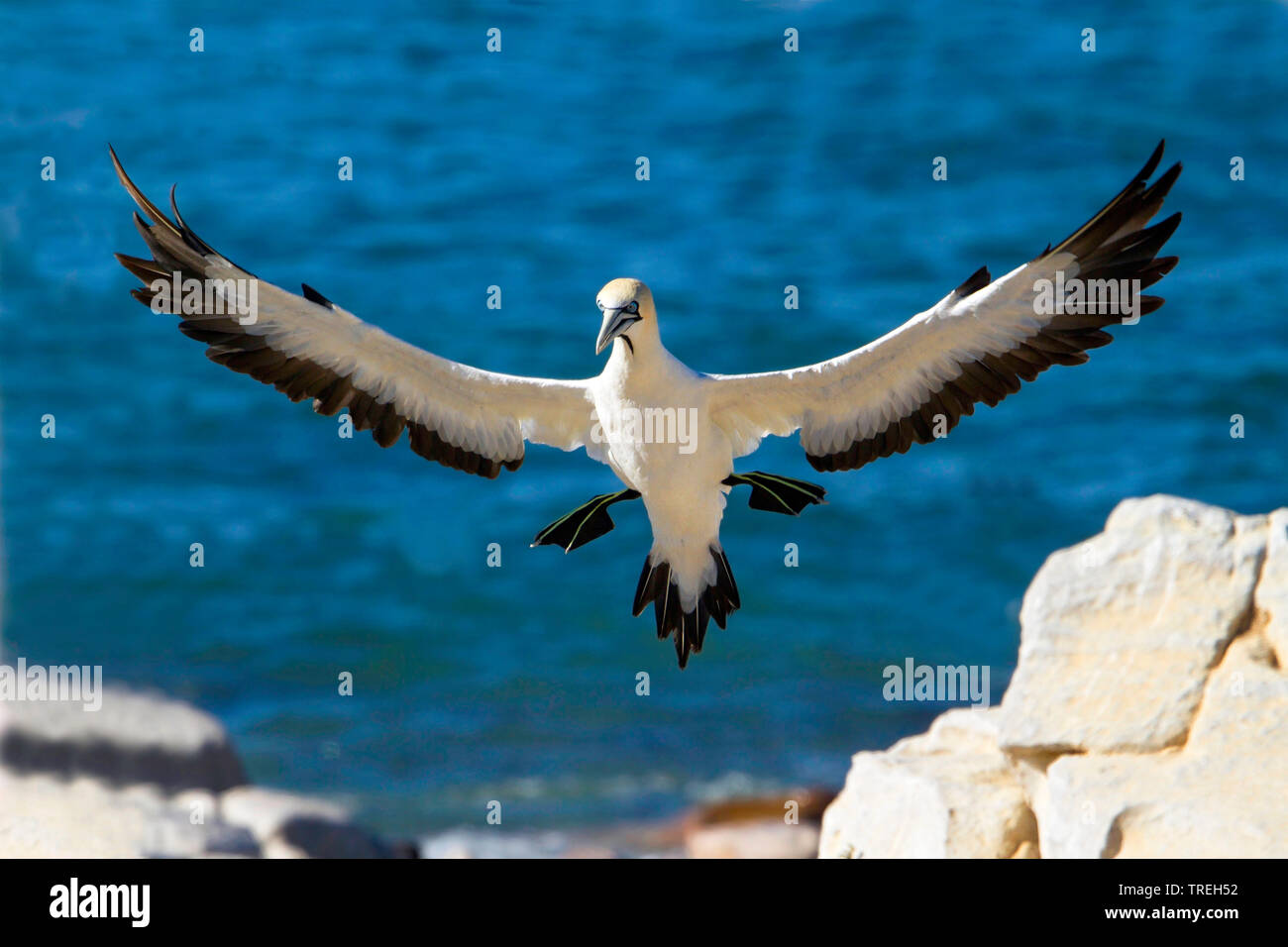 Cape gannet (Morus capensis), an endagered large seabird of the gannet family, South Africa Stock Photo