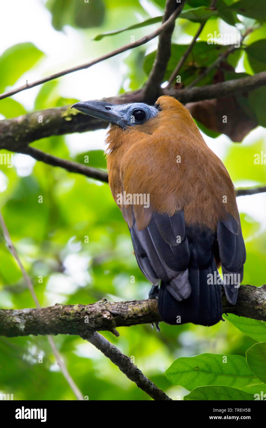 capuchin bird (Perissocephalus tricolor), sitting ion a tree, Guyana