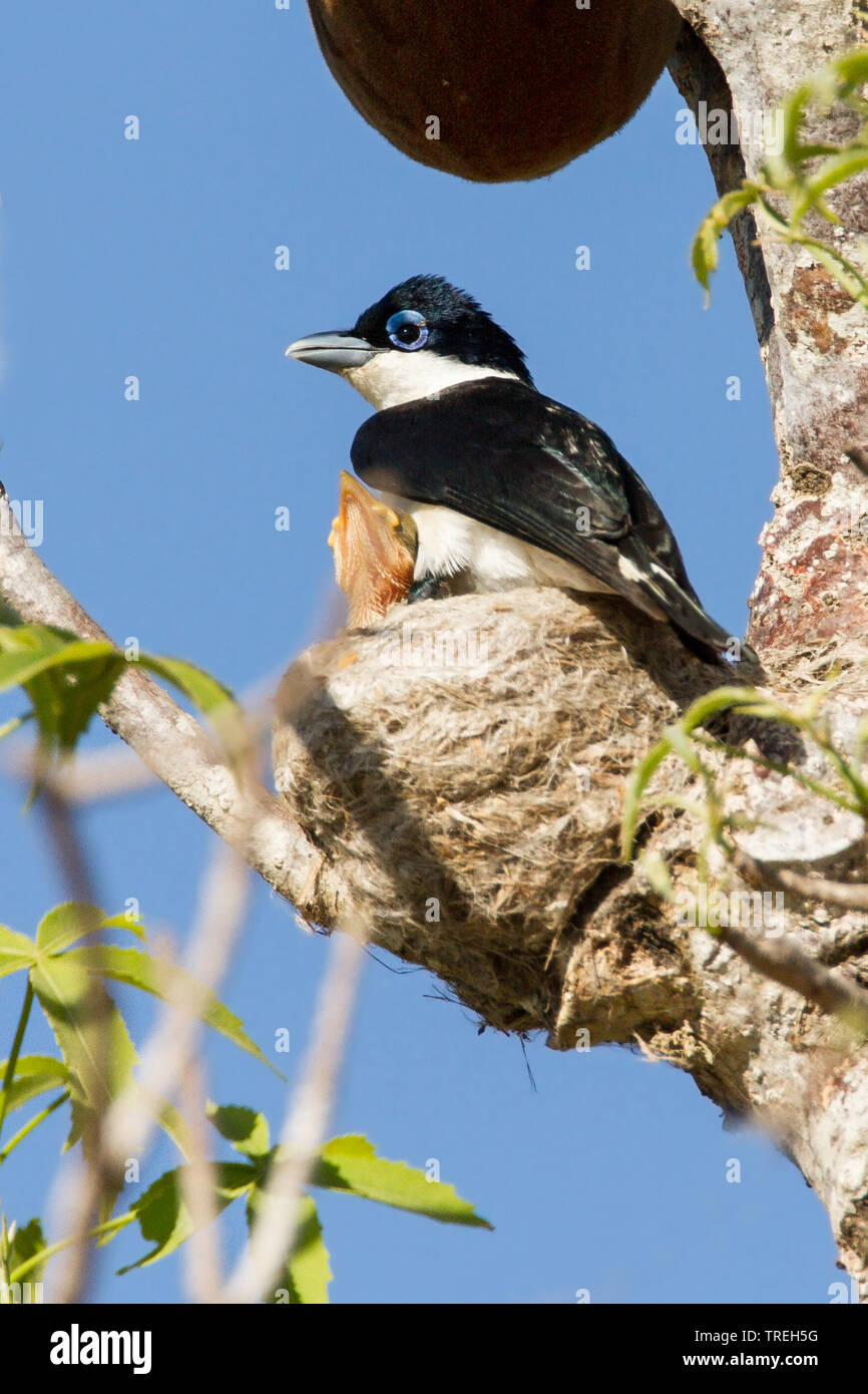 chabert vanga (Leptopterus chabert), endemic species of bird from Madagascar, Madagascar Stock Photo