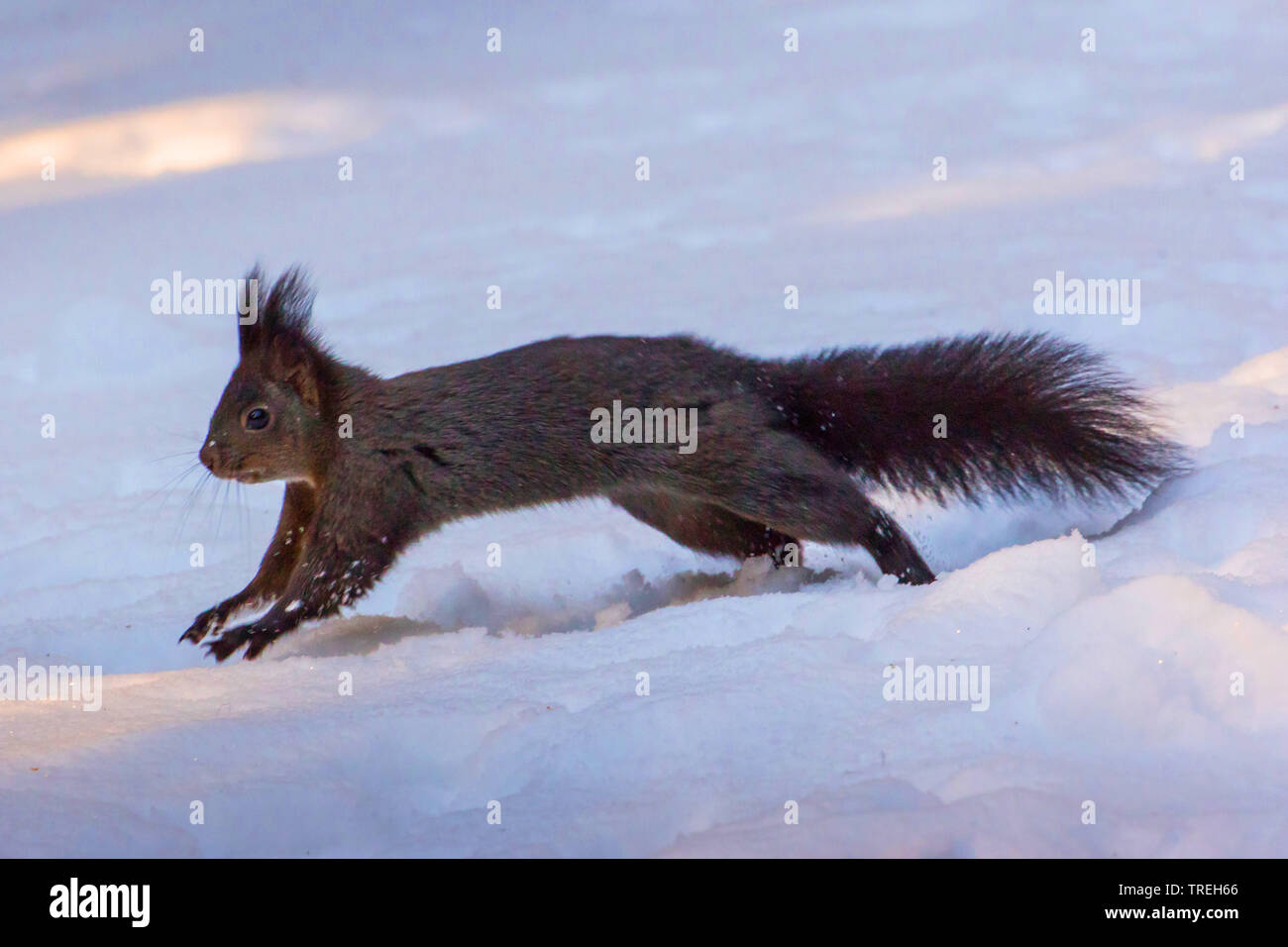 European red squirrel, Eurasian red squirrel (Sciurus vulgaris), jumping through the snow and searching for food, Switzerland, Grisons Stock Photo