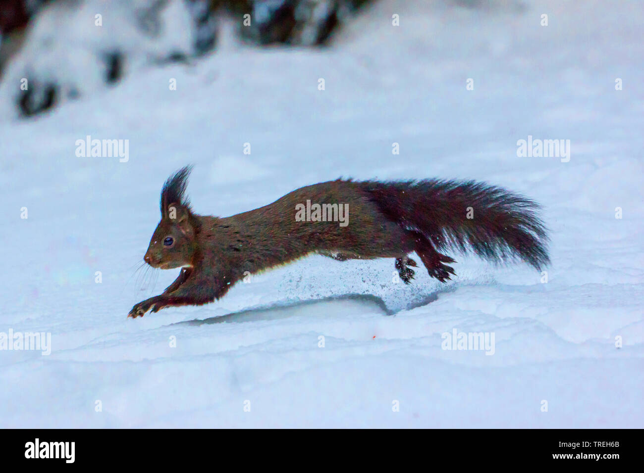 European red squirrel, Eurasian red squirrel (Sciurus vulgaris), jumping through the snow and searching for food, Switzerland, Grisons Stock Photo