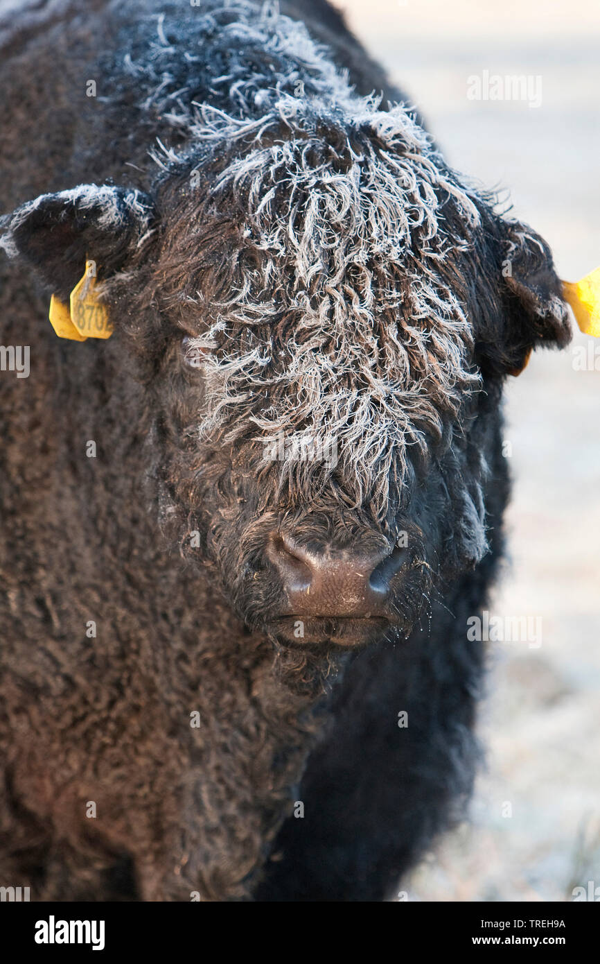 Head cattle hires stock photography and images Alamy