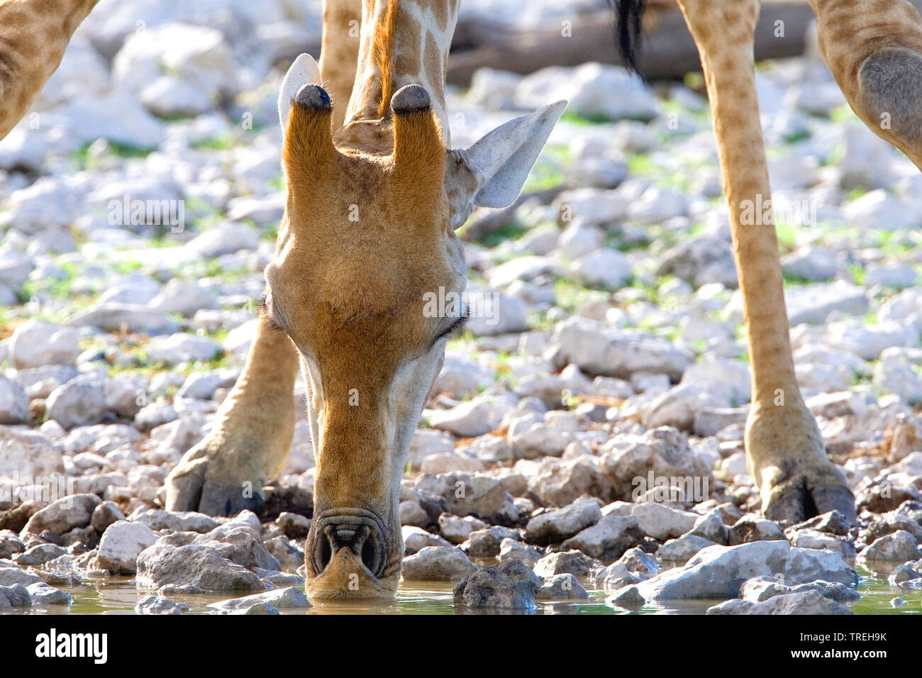 Angolan giraffe, Smoky giraffe (Giraffa camelopardalis angolensis), portrait, drinking, Namibia Stock Photo