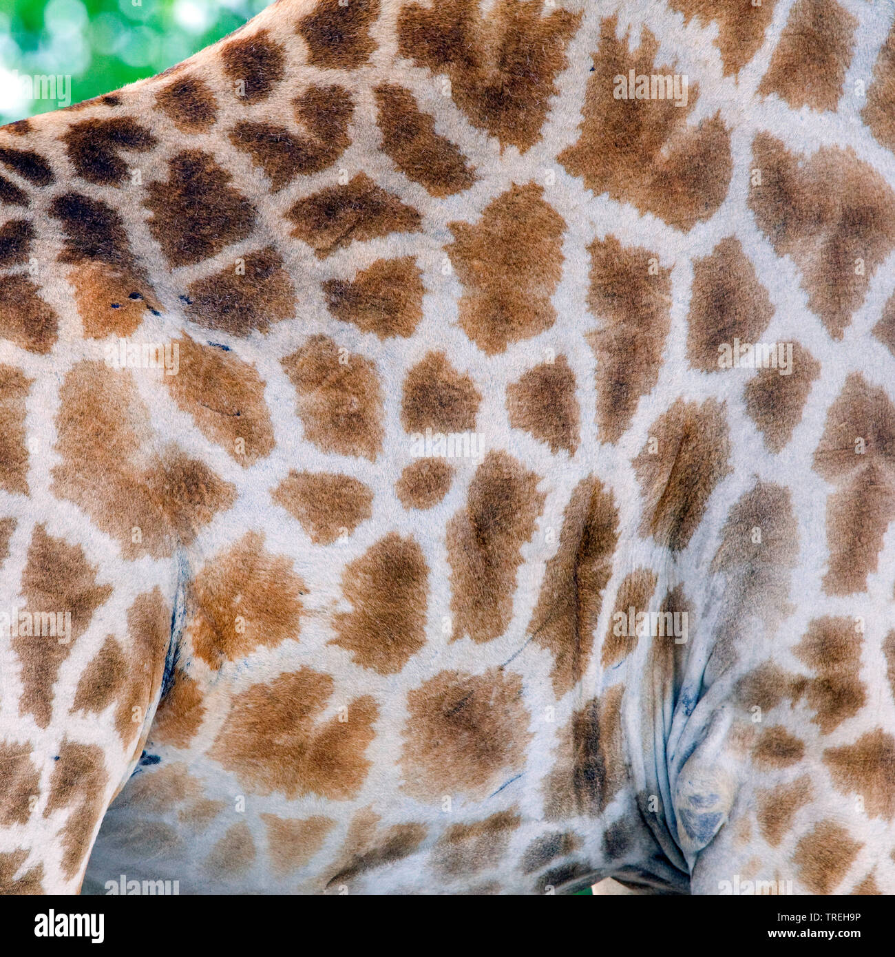 Angolan giraffe, Smoky giraffe (Giraffa camelopardalis angolensis), fur pattern, Namibia Stock Photo