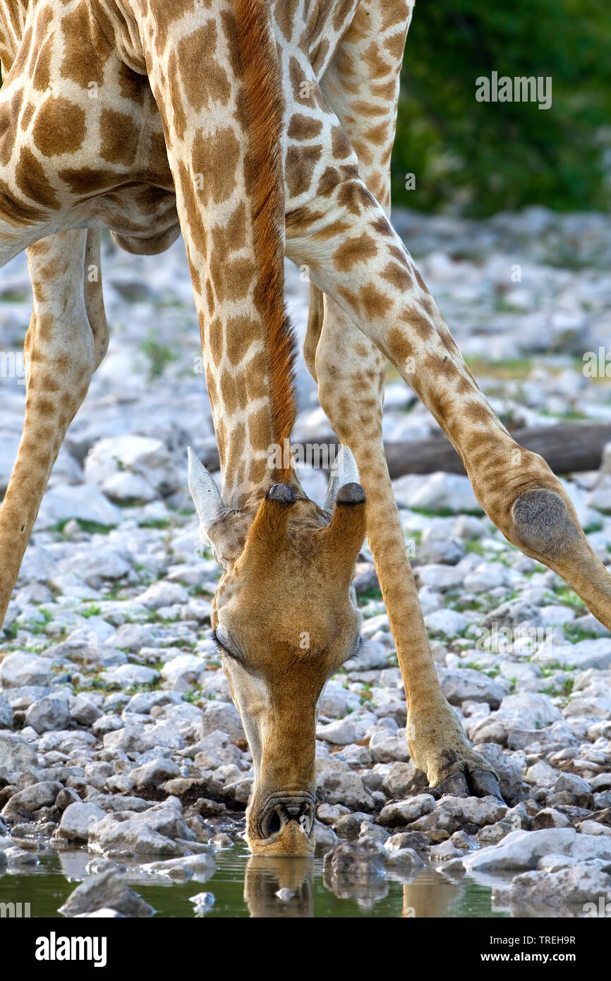 Angolan giraffe, Smoky giraffe (Giraffa camelopardalis angolensis), portrait, drinking, Namibia Stock Photo