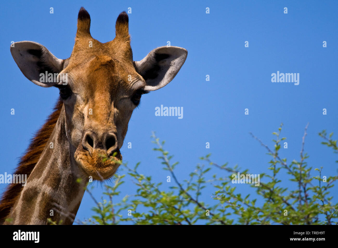 Angolan giraffe, Smoky giraffe (Giraffa camelopardalis angolensis), portrait, Namibia Stock Photo