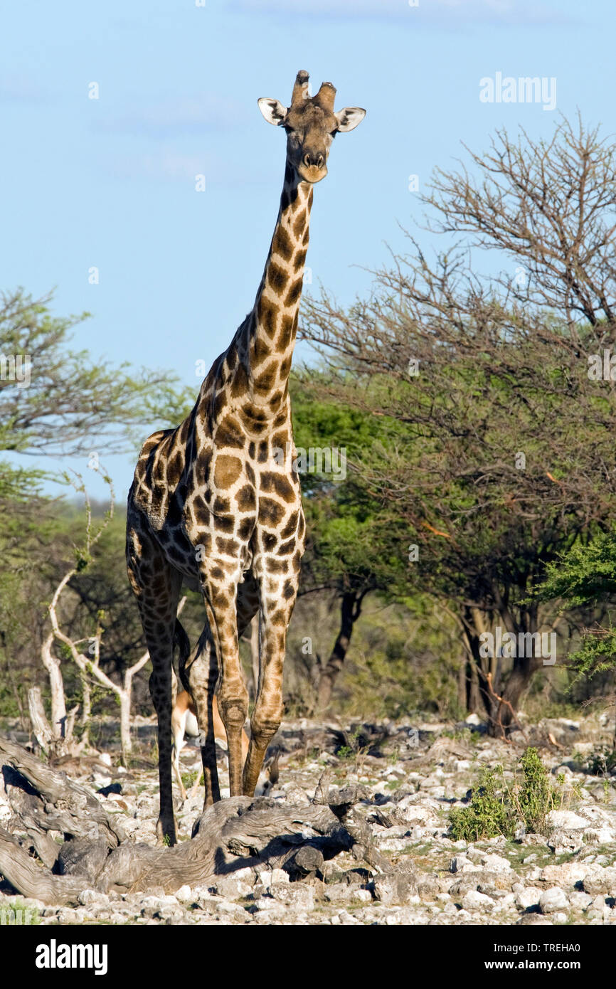 Angolan giraffe, Smoky giraffe (Giraffa camelopardalis angolensis), in shrubland, Namibia Stock Photo