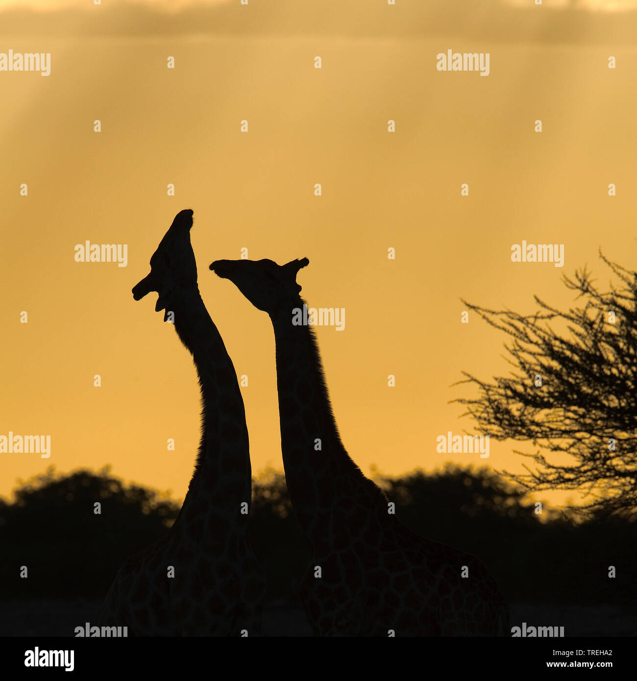 Angolan giraffe, Smoky giraffe (Giraffa camelopardalis angolensis), two giraffes in backlight, Namibia Stock Photo