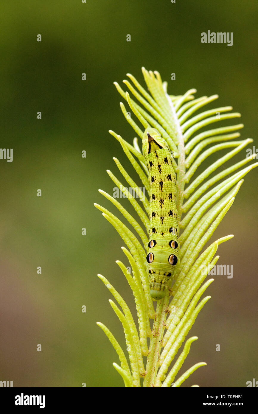 elephant hawkmoth (Deilephila elpenor), caterpillar on a farn leaf, Netherlands, Frisia Stock Photo