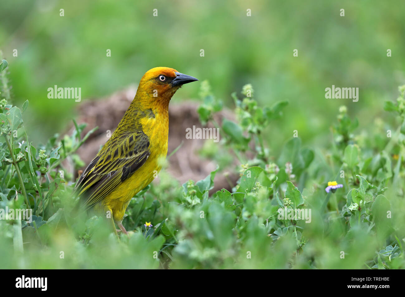 Cape weaver (Ploceus capensis), male in grassland, South Africa, Eastern Cape, Addo Elephant National Park Stock Photo
