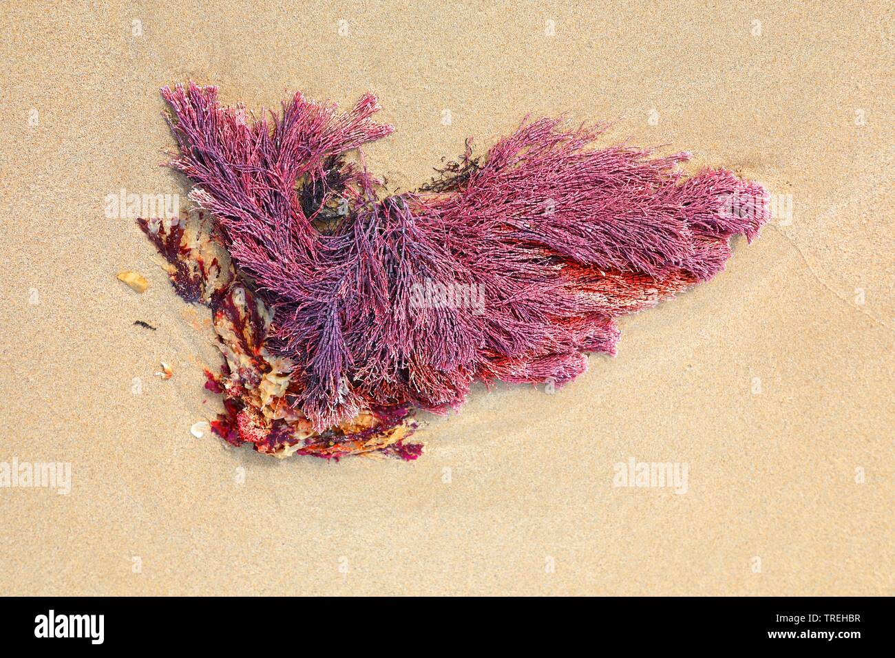 corals washed up on the beach, South Africa, Port Elizabeth, Cape Recife Stock Photo