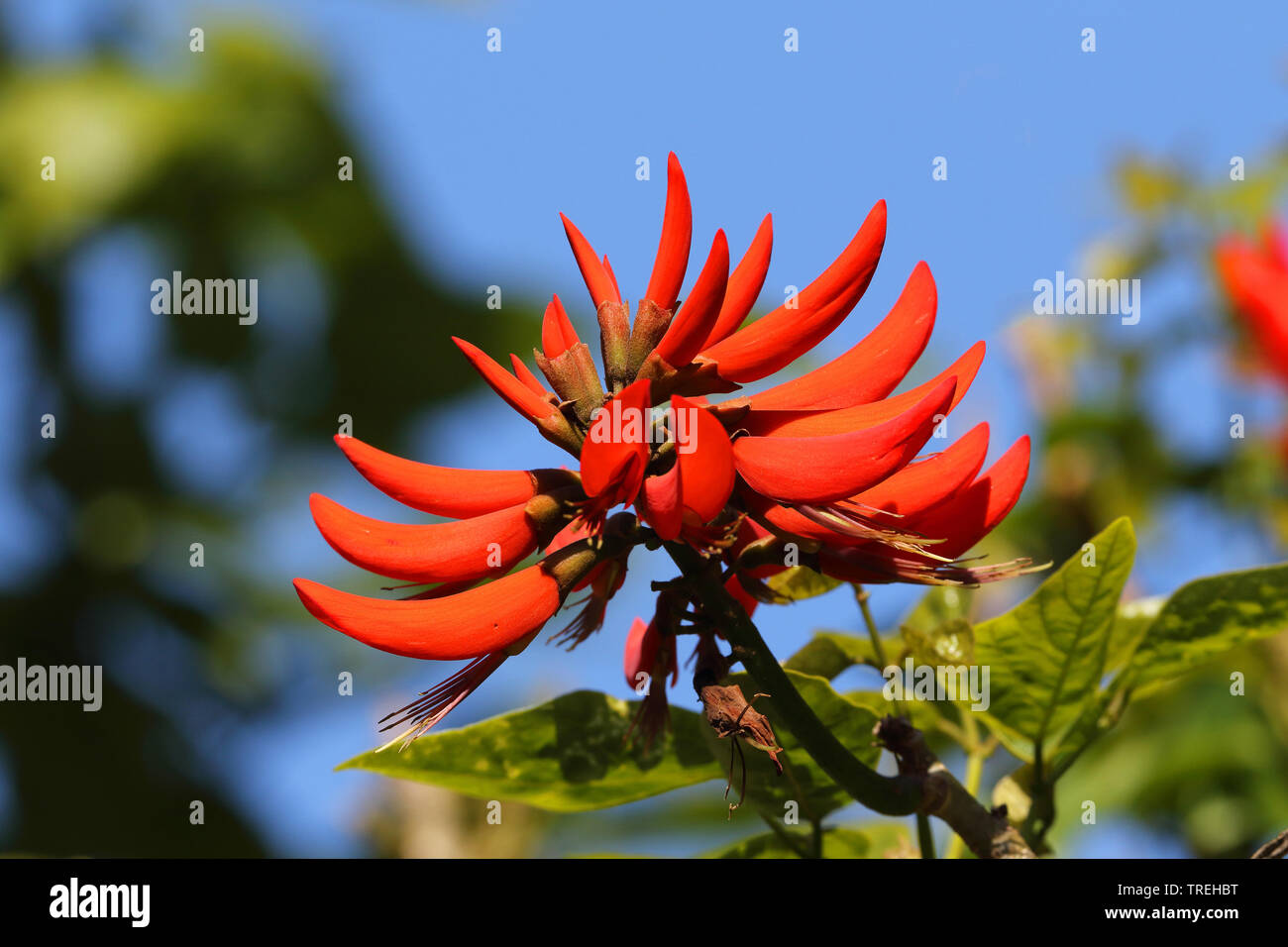 coral tree (Erythrina spec.), inflorescence, South Africa, Western Cape, Wilderness National Park Stock Photo