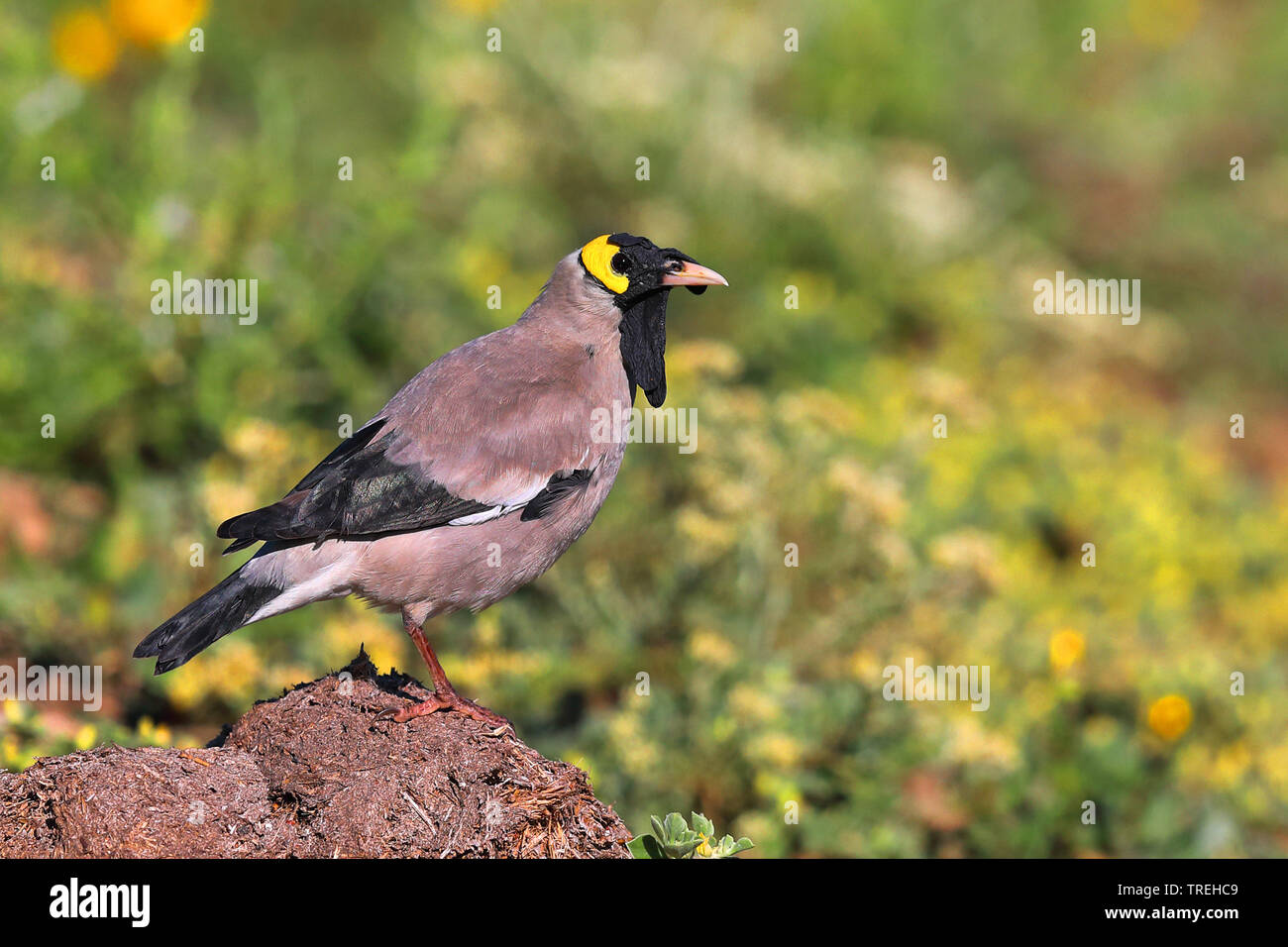 wattled starling (Creatophora cinerea), male, South Africa, Eastern Cape, Addo Elephant National Park Stock Photo