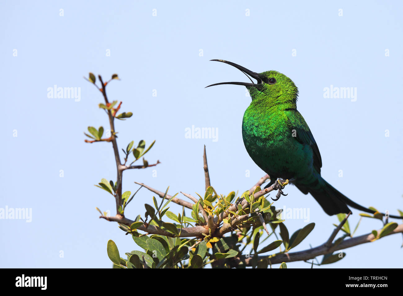 yellow-tufted malachite sunbird (Nectarinia famosa), on a bush, calling, South Africa, Eastern Cape, Addo Elephant National Park Stock Photo