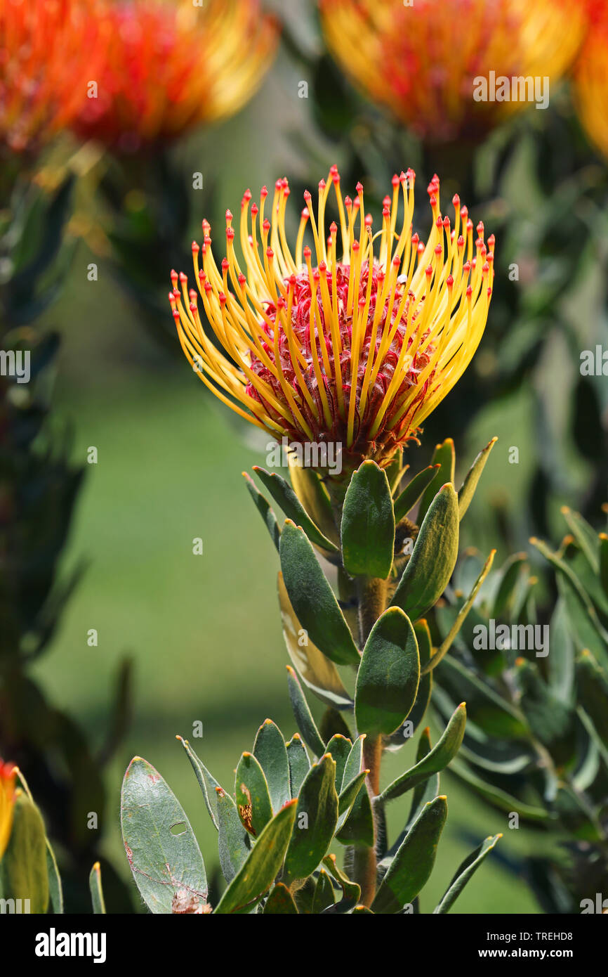 Leucospermum (Leucospermum cordifolium), blooming, South Africa, Western Cape, Wilderness National Park Stock Photo