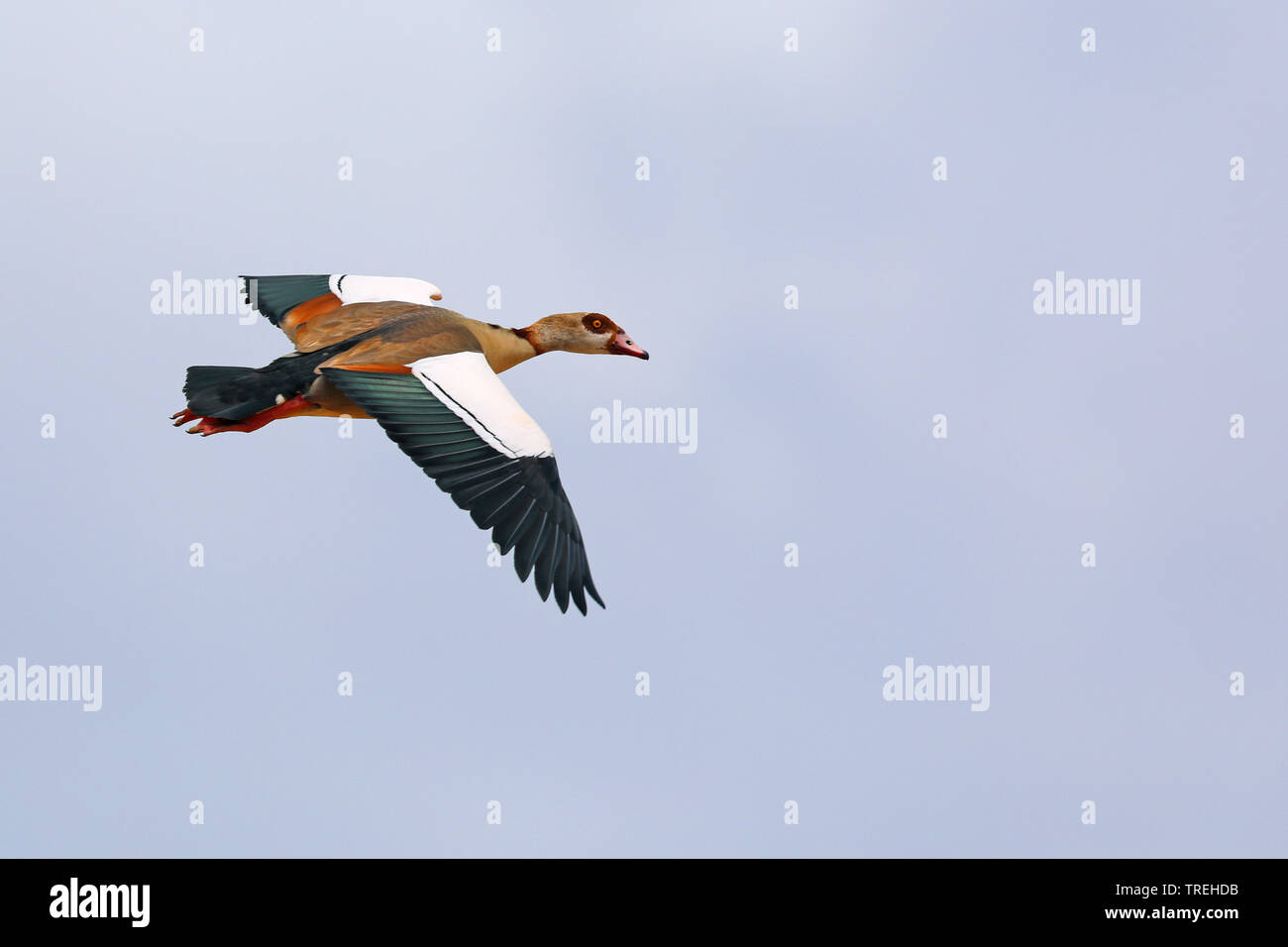 Egyptian goose (Alopochen aegyptiacus), in flight, South Africa, Overberg Stock Photo
