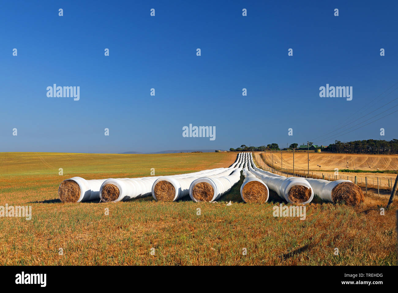 Tubes of straw in the cultural landscape near Overberg, South Africa Stock Photo