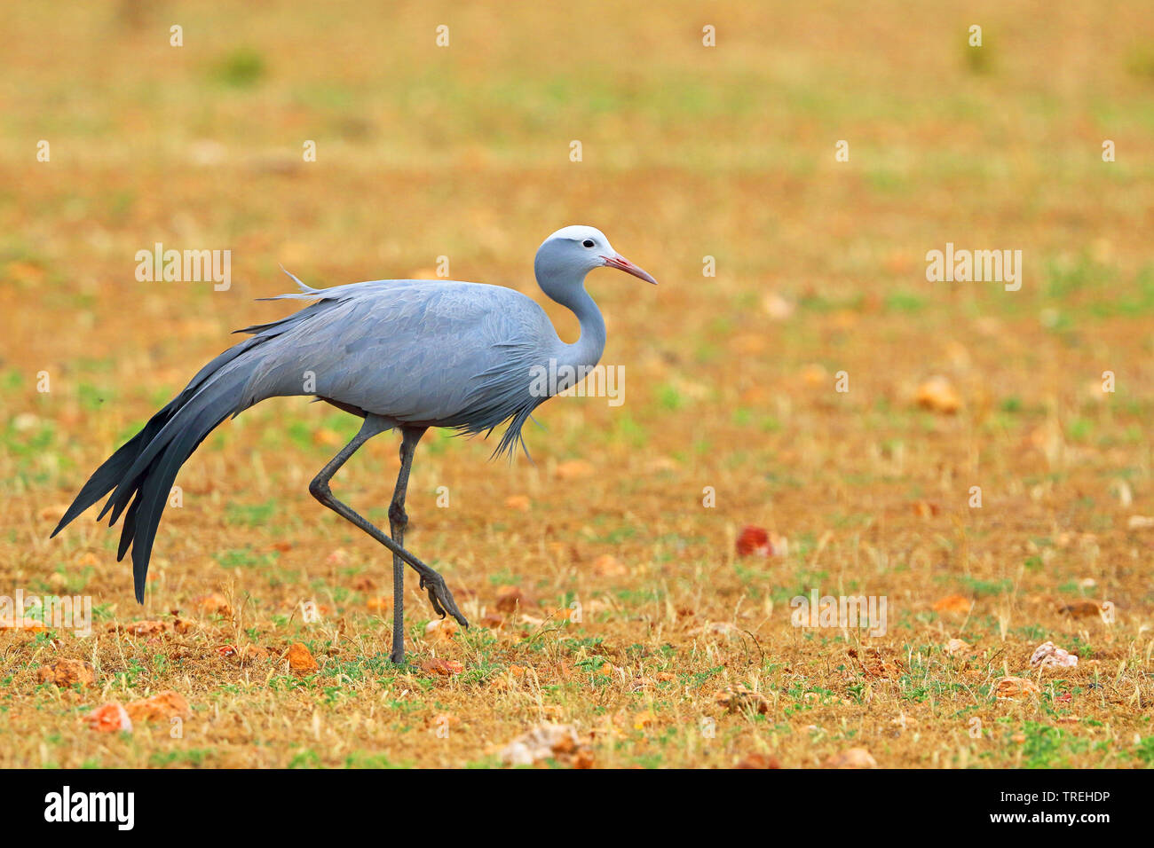 stanley crane, blue crane (Anthropoides paradisea), on a field, South Africa, Overberg Stock Photo