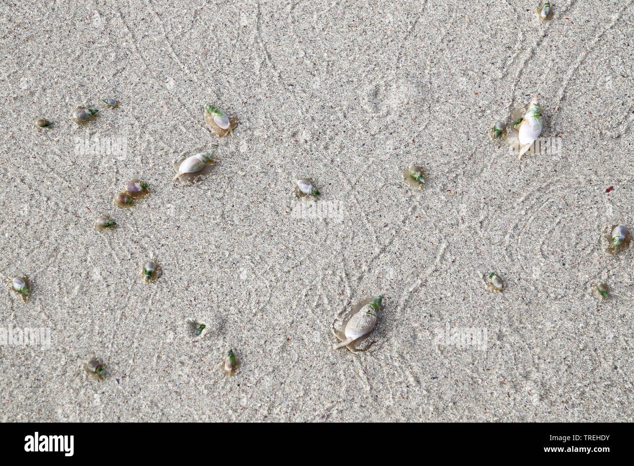 finger plough shell, plough snail (Bullia digitalis), on the beach, South Africa Stock Photo