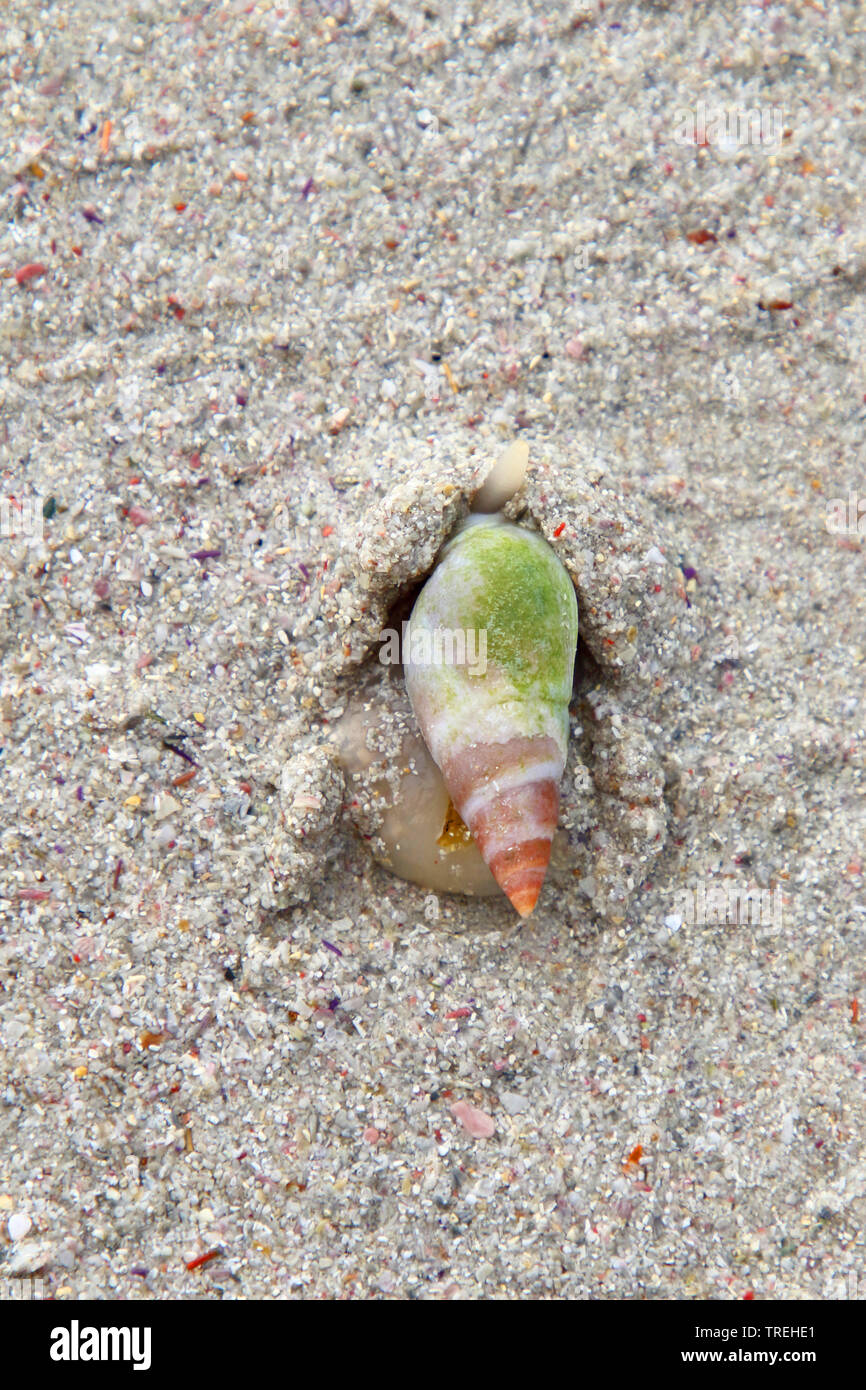 finger plough shell, plough snail (Bullia digitalis), burrowing into sand, South Africa Stock Photo