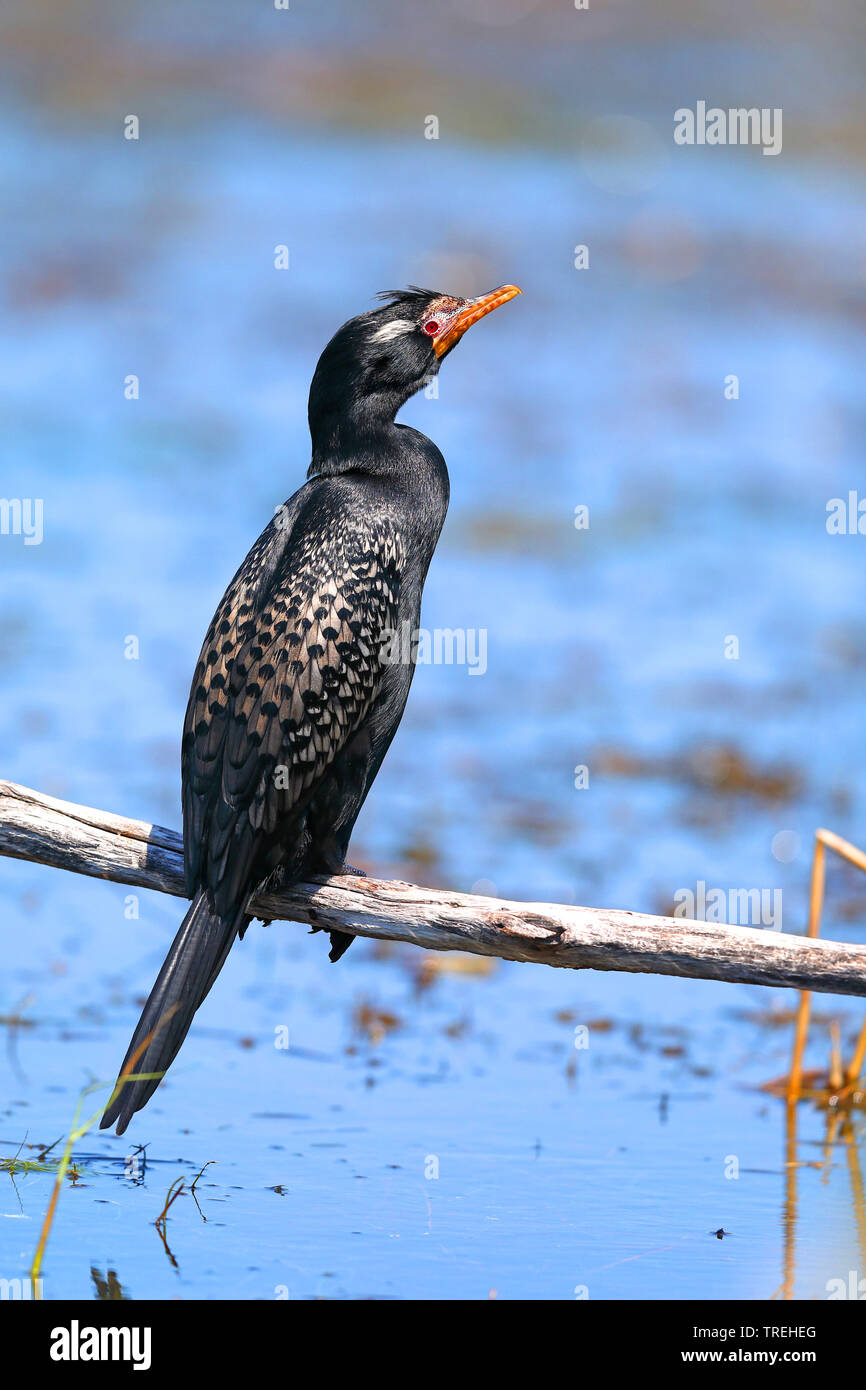 reed cormorant (Phalacrocorax africanus), sitting on a branch, South Africa, Western Cape, Wilderness National Park Stock Photo