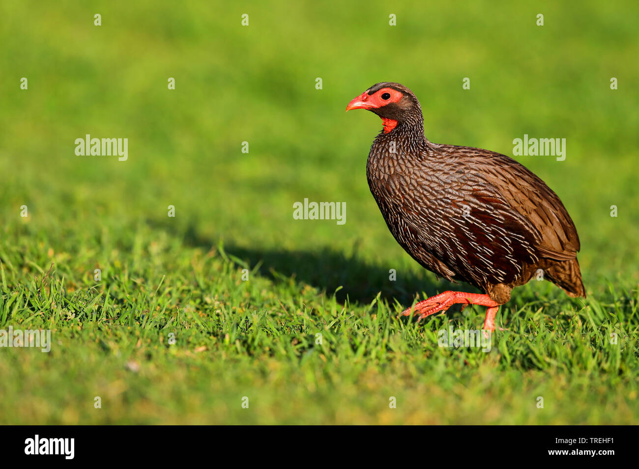 red-necked spurfowl (Francolinus afer), walking in grassland, South Africa, Eastern Cape, Addo Elephant National Park Stock Photo