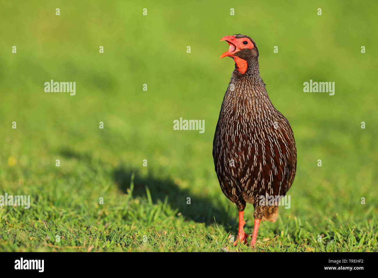 red-necked spurfowl (Francolinus afer), in grassland, calling, South Africa, Eastern Cape, Addo Elephant National Park Stock Photo