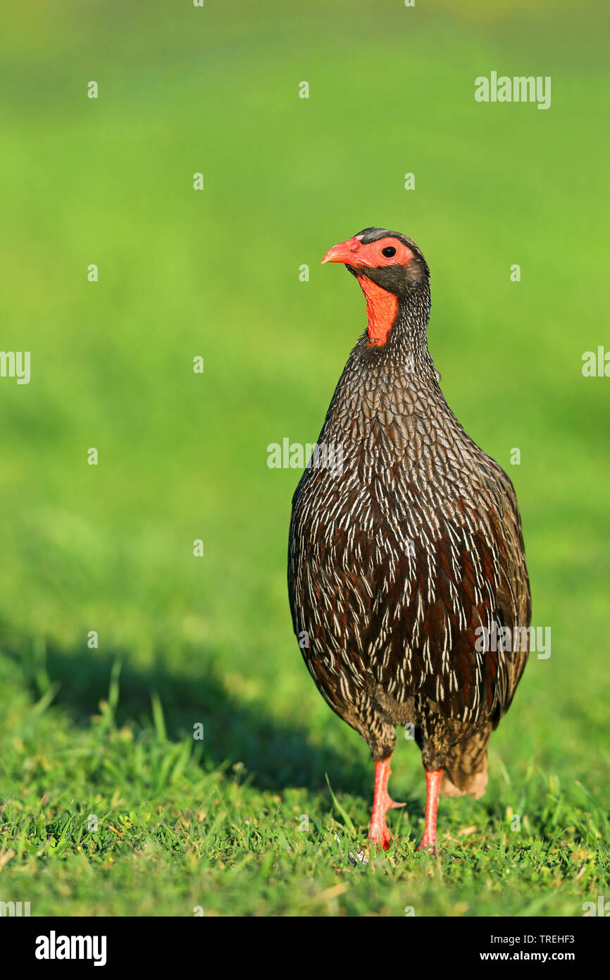 red-necked spurfowl (Francolinus afer), standing in grassland, South Africa, Eastern Cape, Addo Elephant National Park Stock Photo