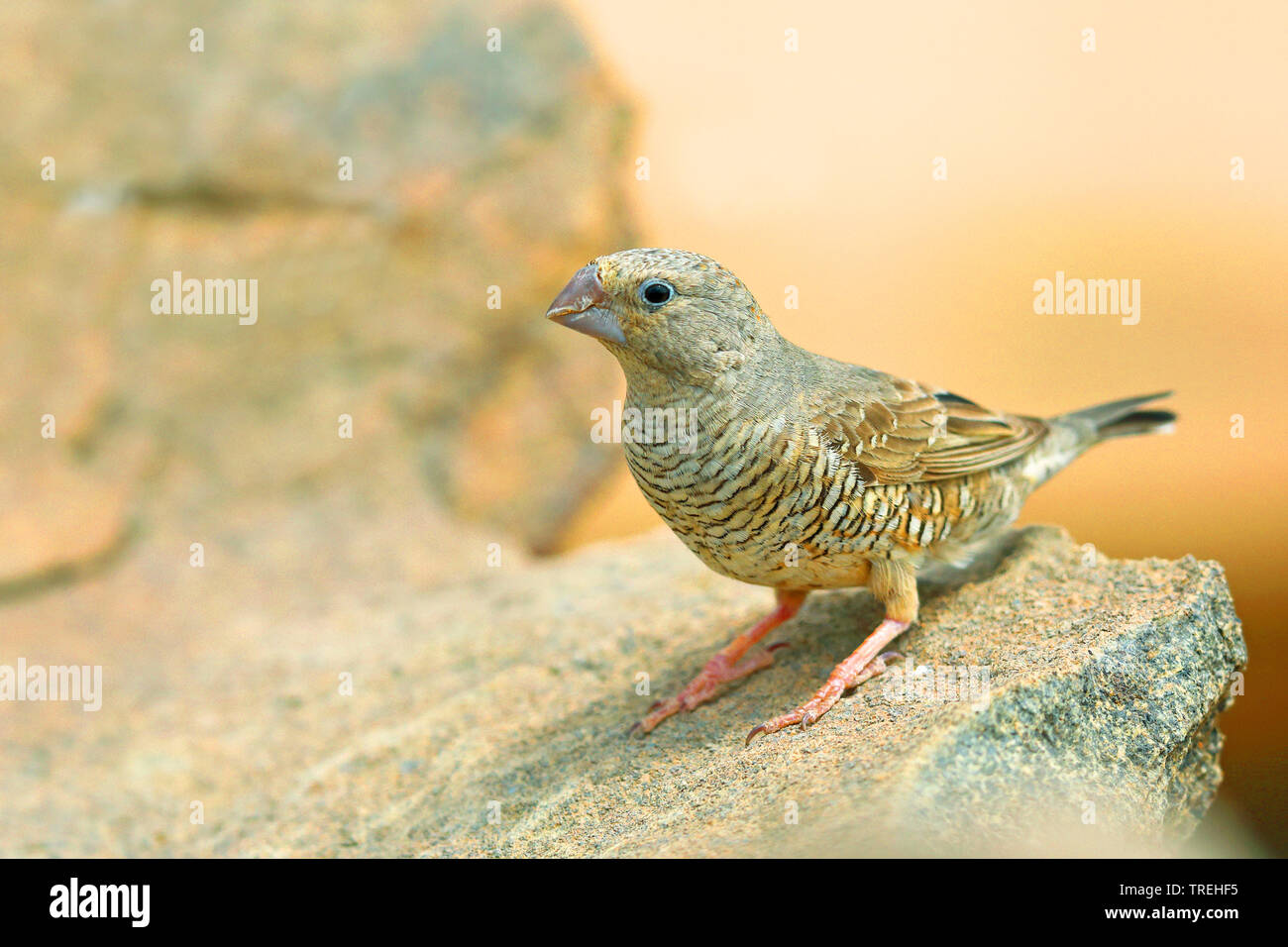 paradise sparrow (Amadina erythrocephala), female sitting on a stone, South Africa, Eastern Cape, Mountain Zebra National Park Stock Photo