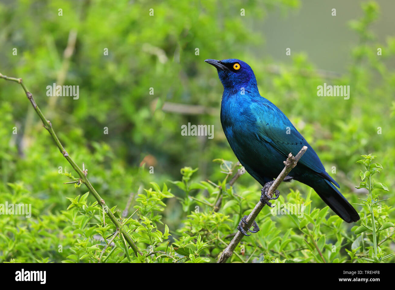 red-shouldered glossy starling (Lamprotornis nitens), sitting on a bush, South Africa, Eastern Cape, Addo Elephant National Park Stock Photo