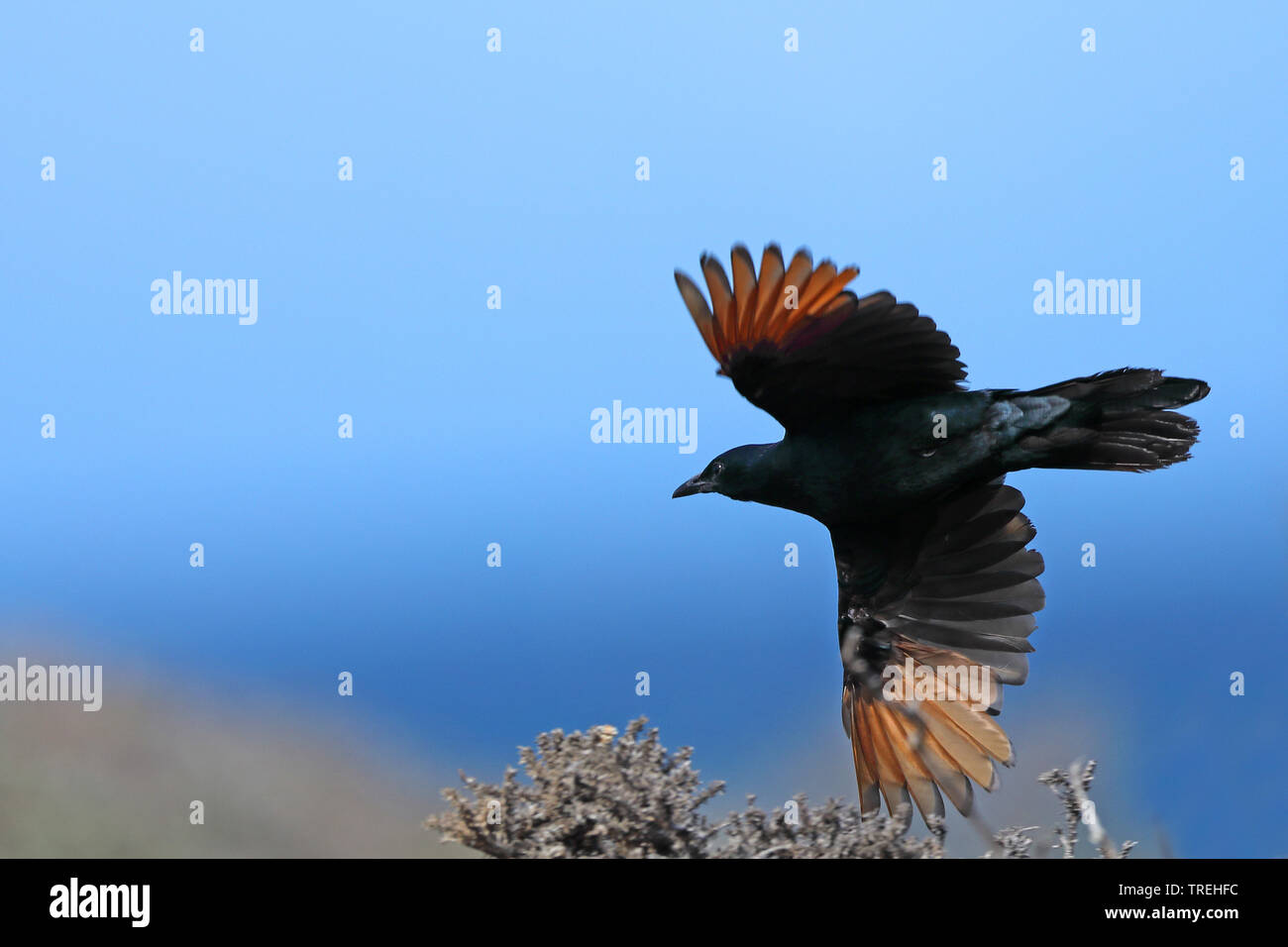African red-winged starling (Onychognathus morio), in flight, South Africa, Western Cape, Cape of Good Hope National Park Stock Photo