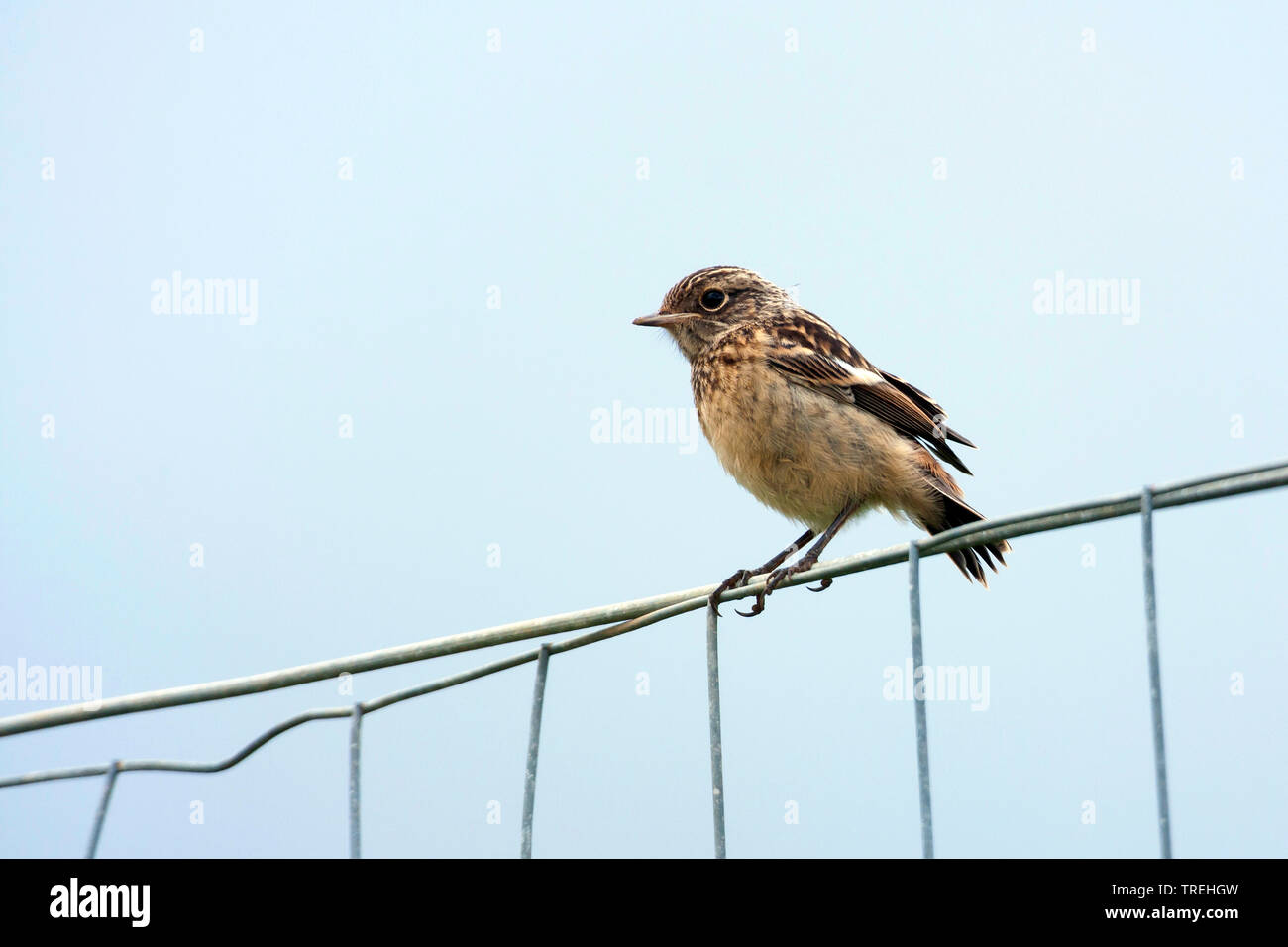 Common Stonechat (Saxicola rubicola, Saxicola torquata rubicola), juvenile on a fence, Croatia Stock Photo