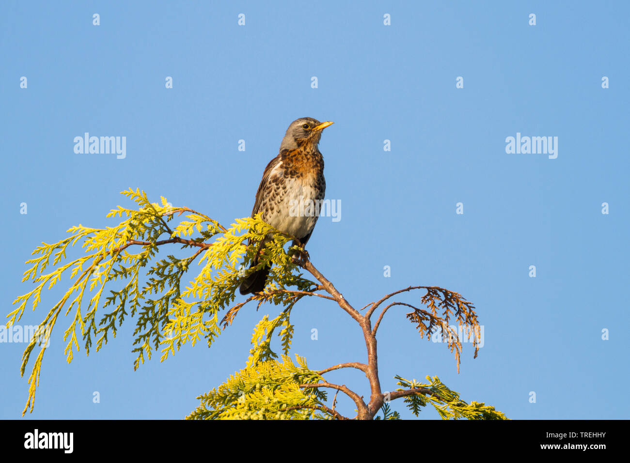 fieldfare (Turdus pilaris), sitting on a false cypress, Germany Stock Photo