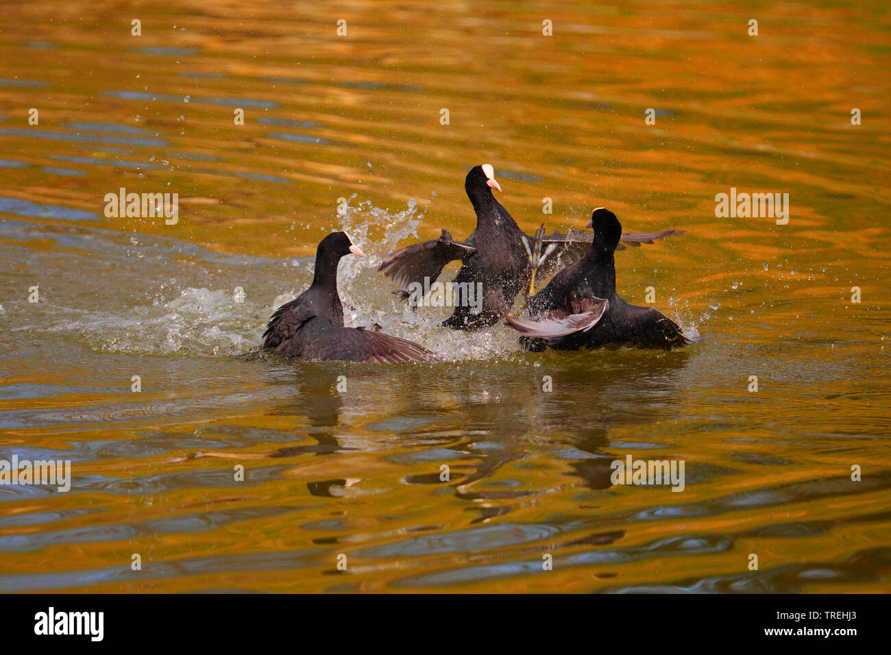 black coot (Fulica atra), quarreling black coots in spring, Germany, Baden-Wuerttemberg Stock Photo