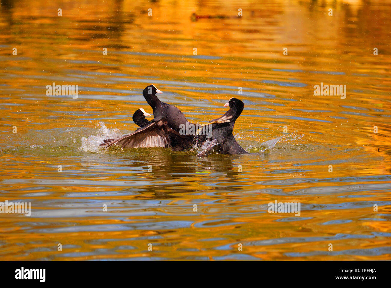 black coot (Fulica atra), quarreling black coots in spring, Germany, Baden-Wuerttemberg Stock Photo