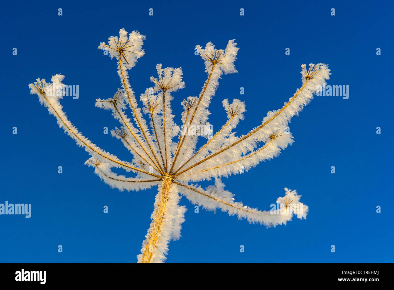 hoar frost an an umbellifer, Germany, Lower Saxony Stock Photo