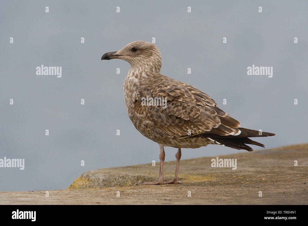Atlantic Yellow-legged Gull (Larus michahellis atlantis), sits on a rock, Azores Stock Photo
