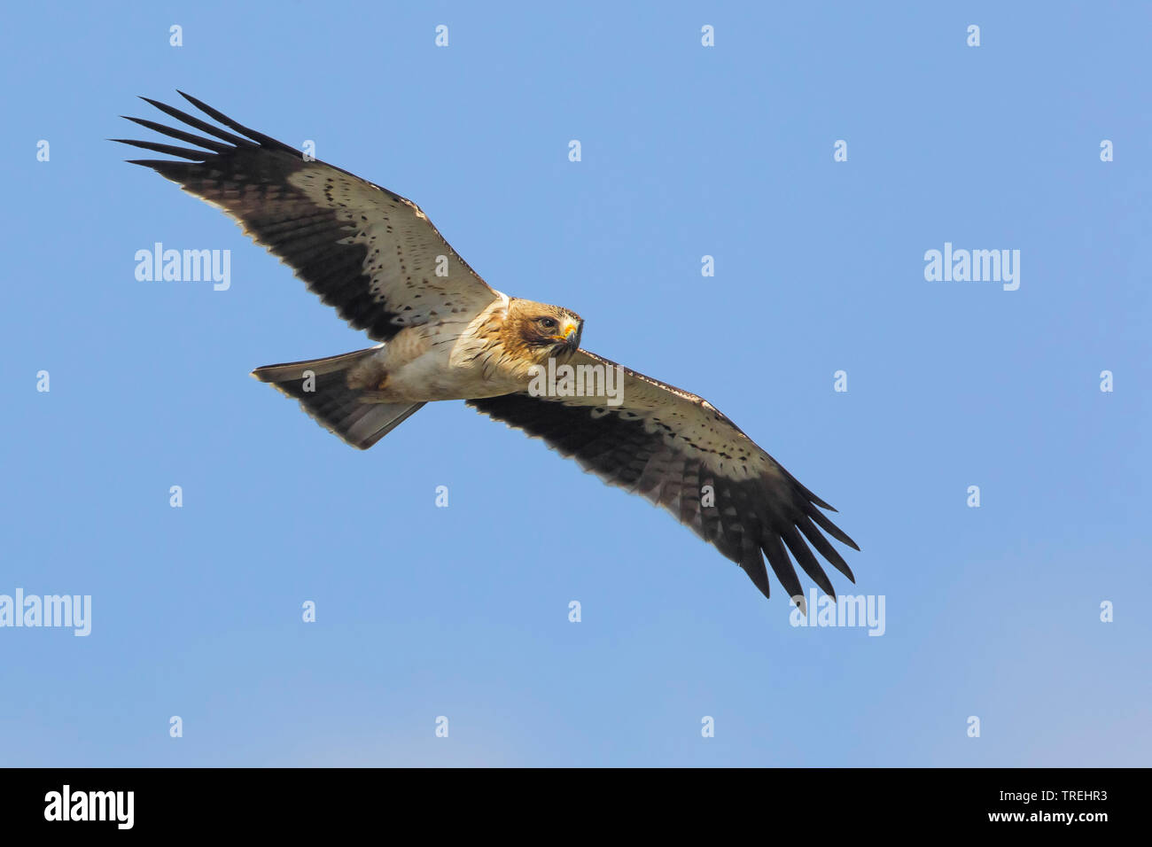 booted eagle (Hieraaetus pennatus; Aquila pennata), in flight, Italy, Agrigento Stock Photo