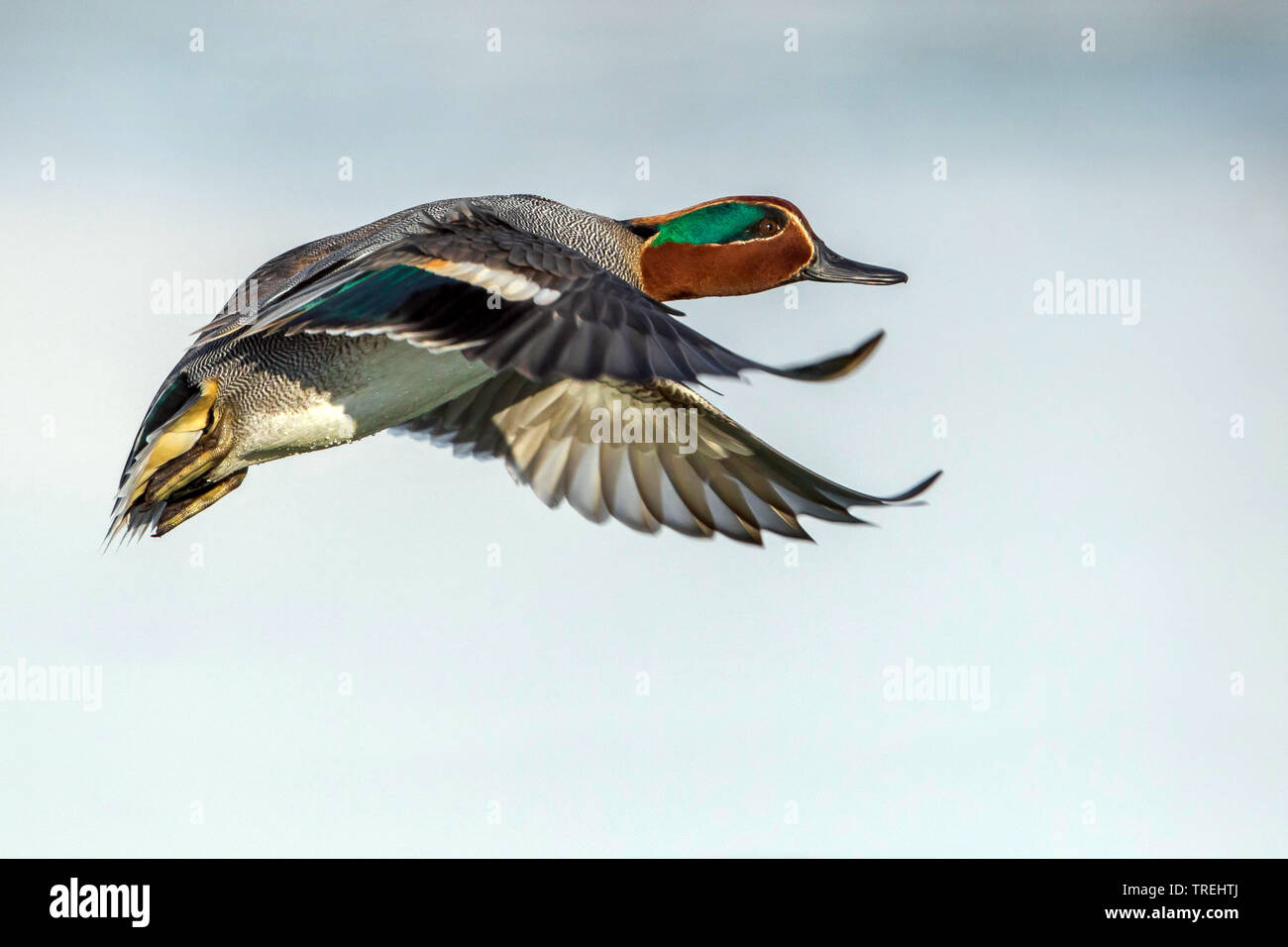 greenwinged teal (Anas crecca), in flight, Italy Stock Photo Alamy