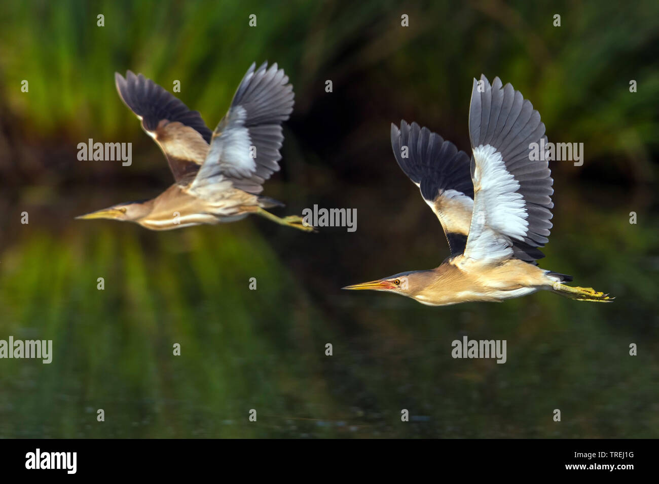 Little bittern (Ixobrychus minutus), two Little bitterns in flight, Italy, Firenze Stock Photo