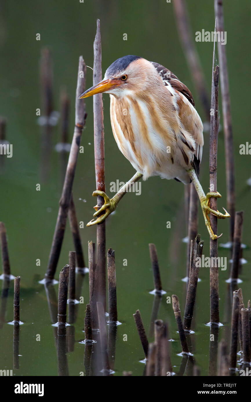 Little bittern (Ixobrychus minutus), spreading it's legs, Italy Stock Photo