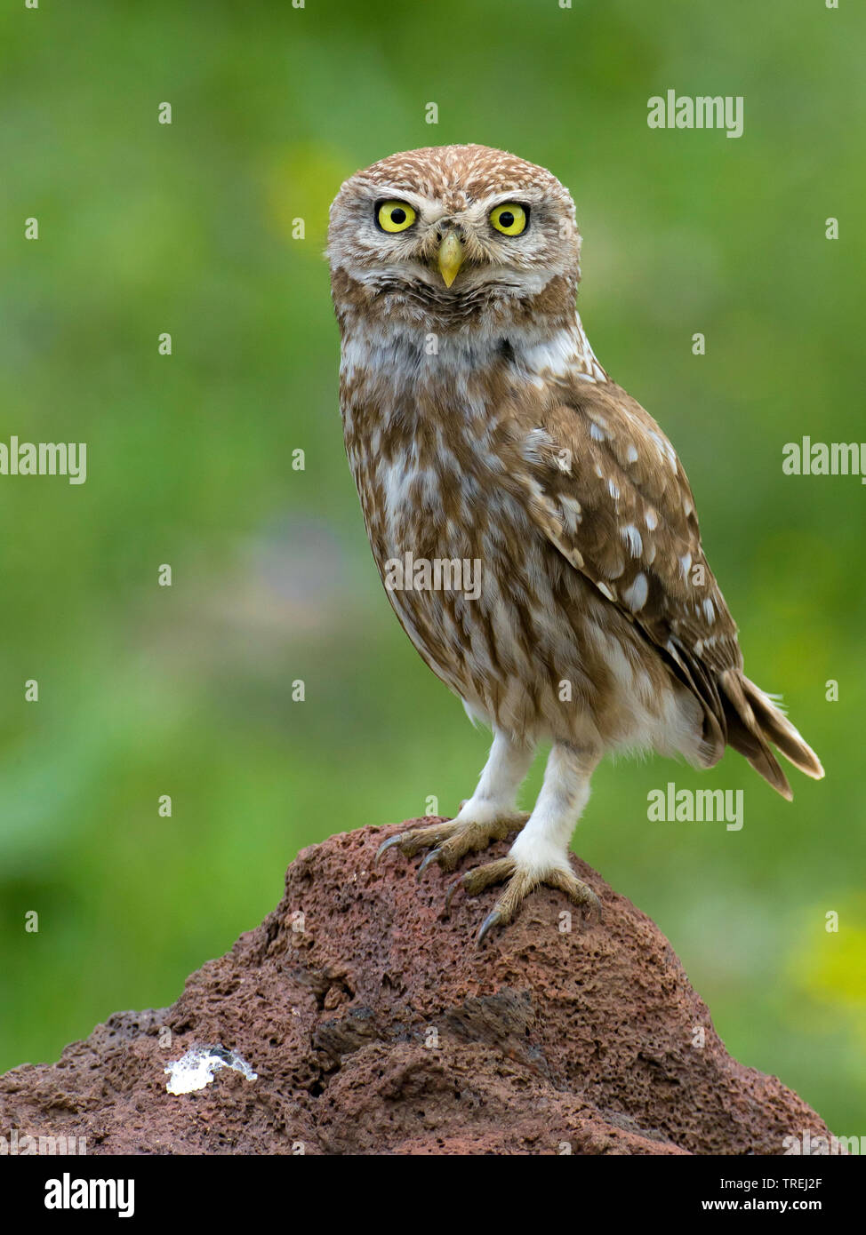 South-east European little owl (Athene noctua indigena, Athene indigena), sitting on the ground, Anatolia, East Anatolia Stock Photo