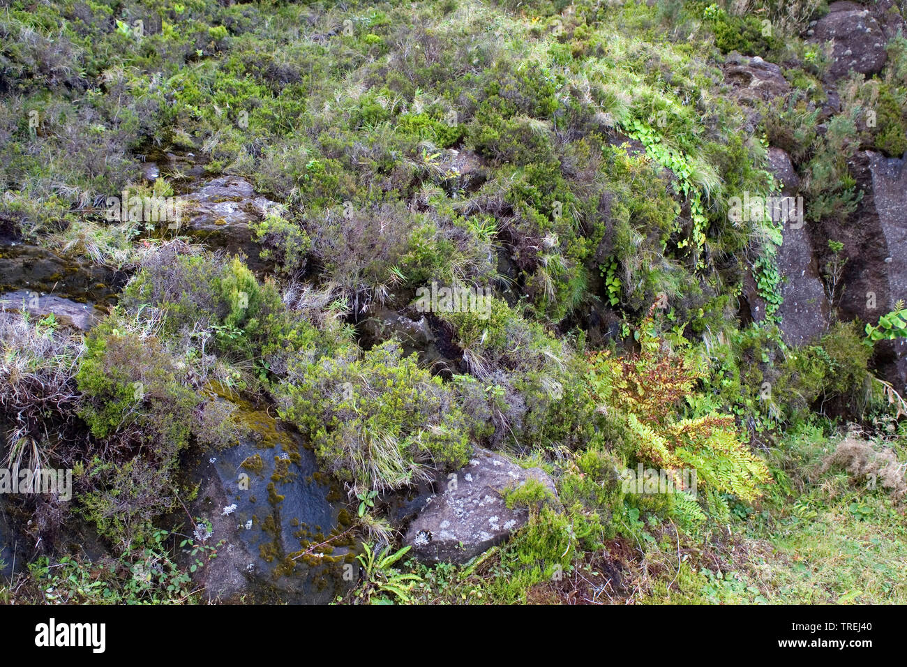 vegetation on Sao Miguel, Azores, Sao Miguel Stock Photo
