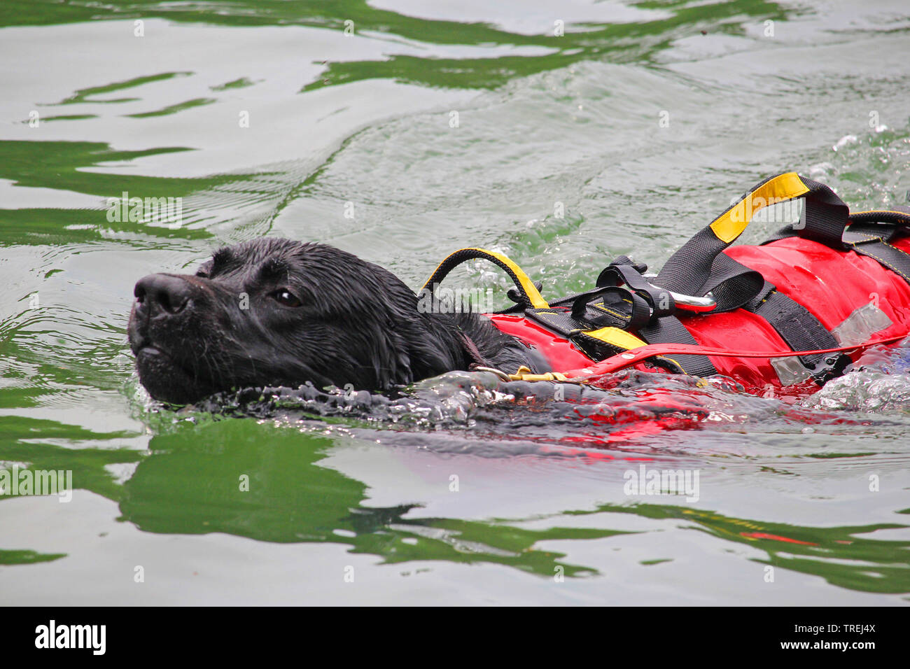 labrador rescue dogs