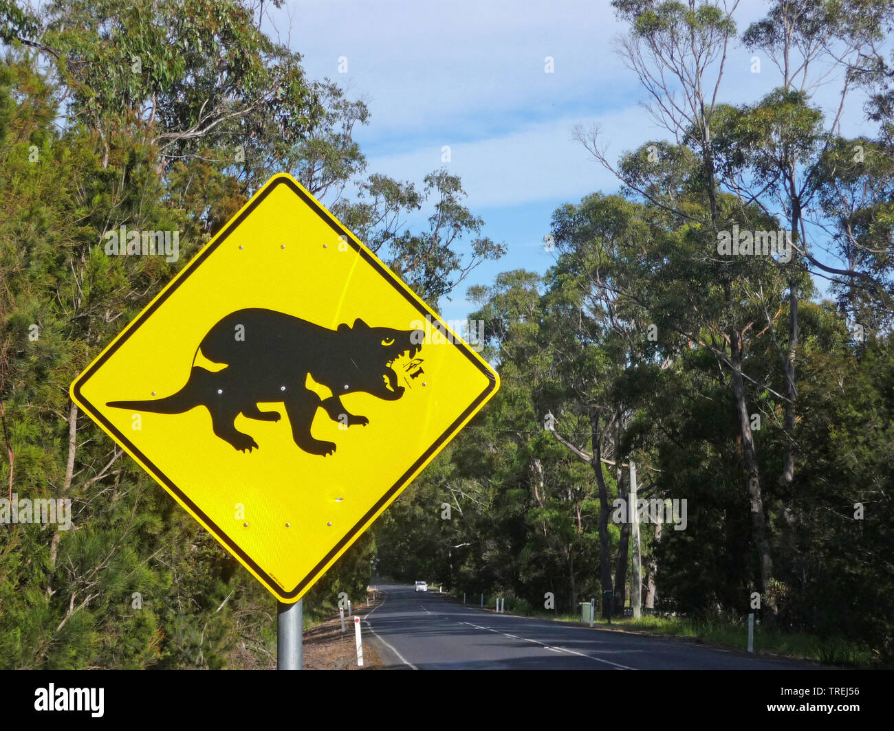 Tasmanian devil (Sarcophilus harrisii, Sarcophilus harrisii), warning sign Tasmanian devil, Australia, Tasman Stock Photo