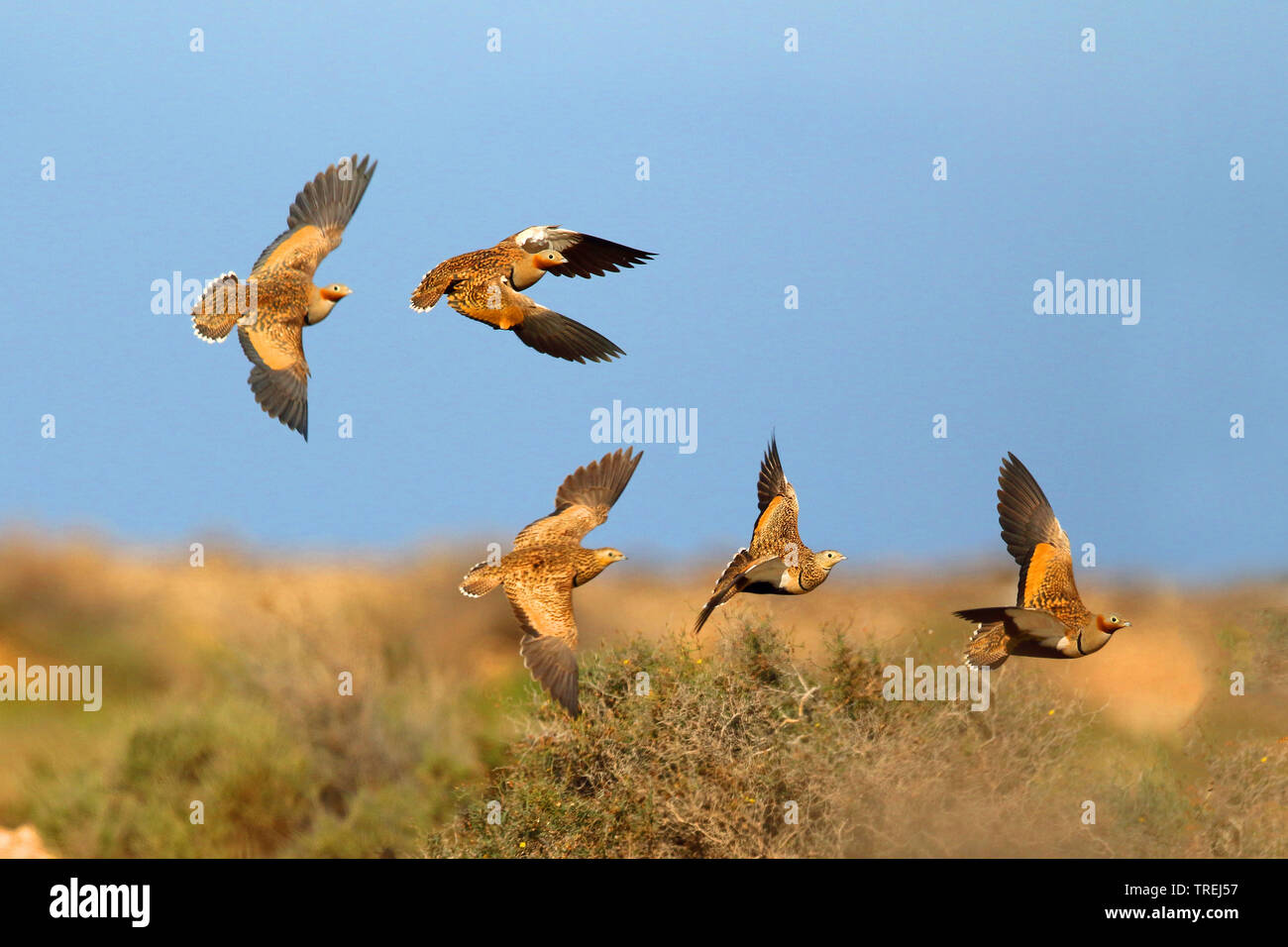 black-bellied sandgrouse (Pterocles orientalis), flying group, Canary Islands, Fuerteventura Stock Photo