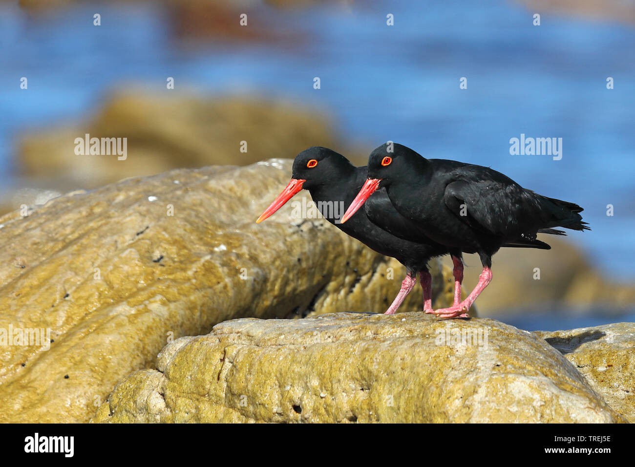 African black oystercatcher (Haematopus moquini), cople ona rock on shore, South Africa, Western Cape, Cape of Good Hope National Park Stock Photo